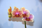 蝴蝶花