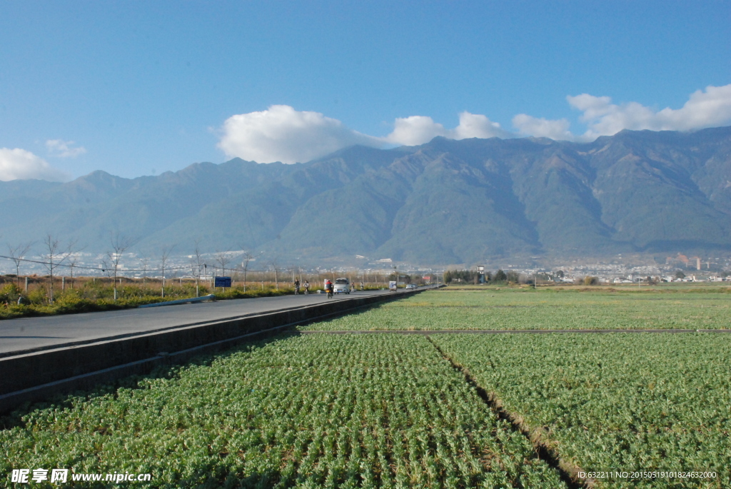 田野