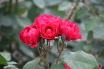 月季花