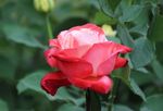 月季花