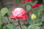 月季花