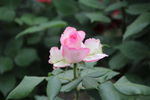 月季花