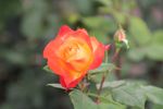 月季花