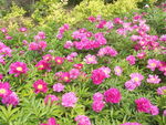 芍药花