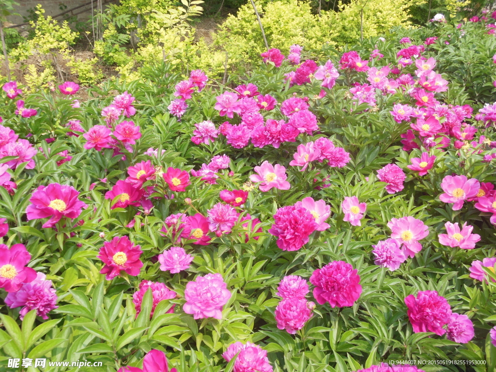 芍药花