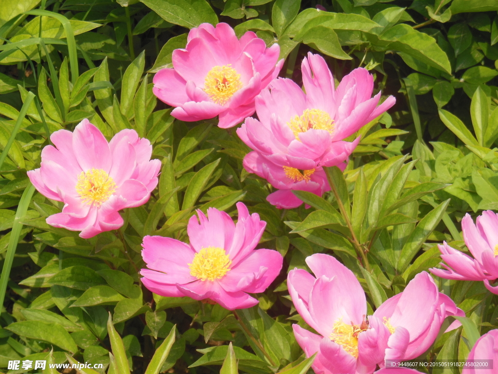 芍药花