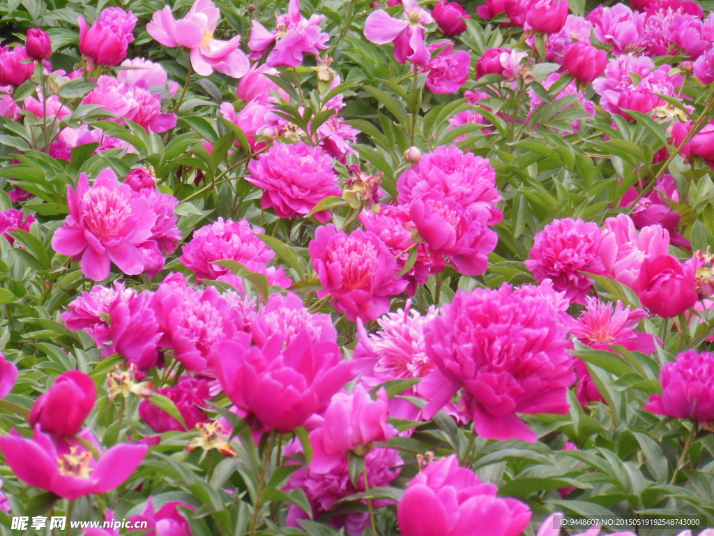 芍药花
