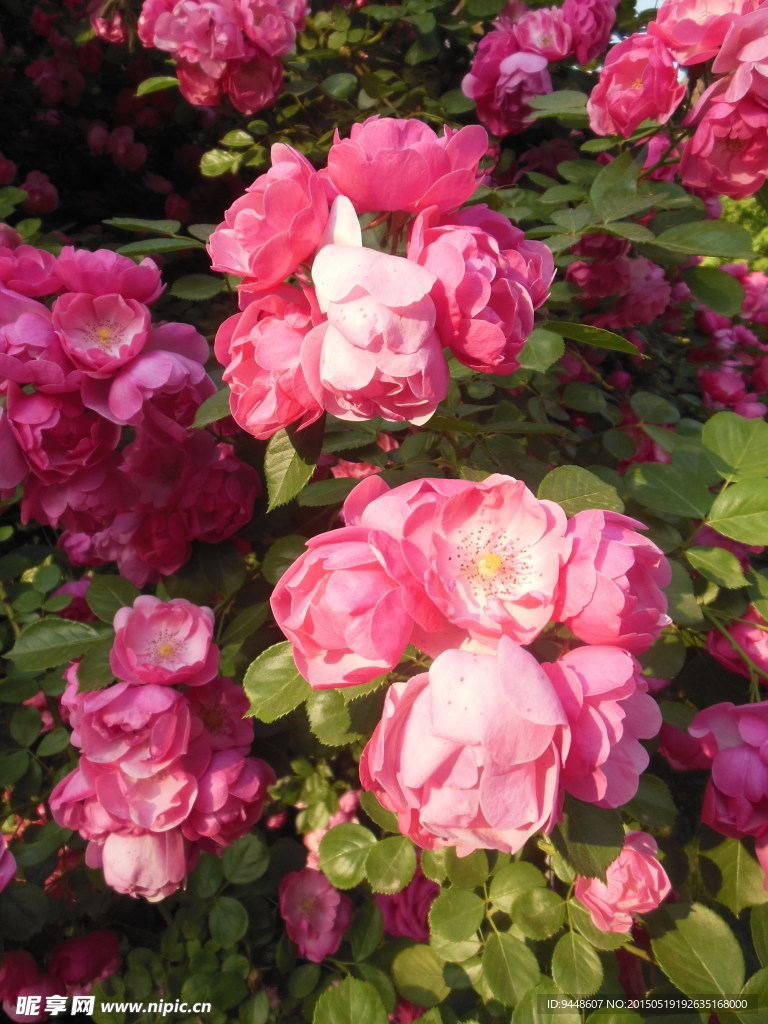 月季花