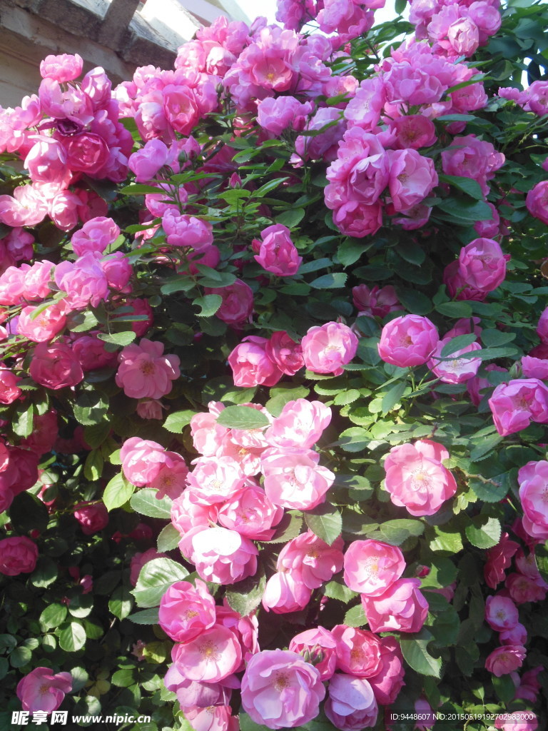 月季花