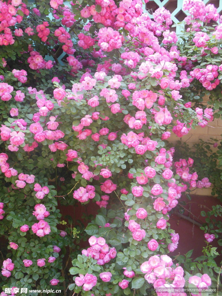 月季花