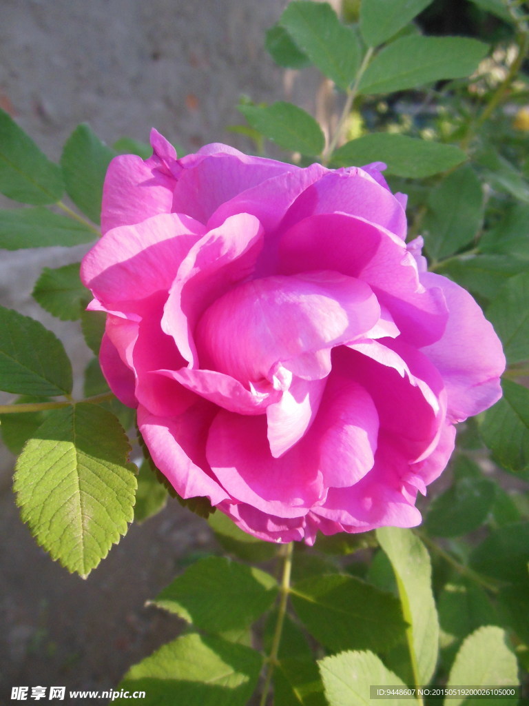 玫瑰花