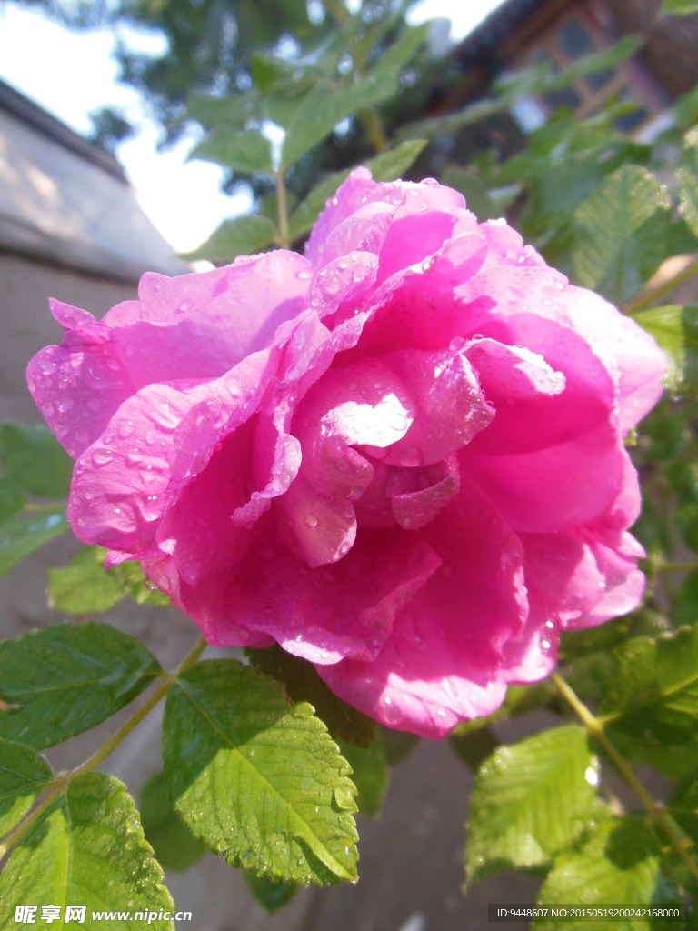 玫瑰花