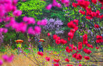 泰山桃花峪