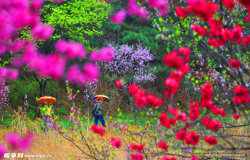 泰山桃花峪