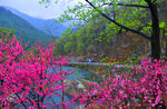 泰山桃花峪