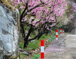 泰山桃花峪