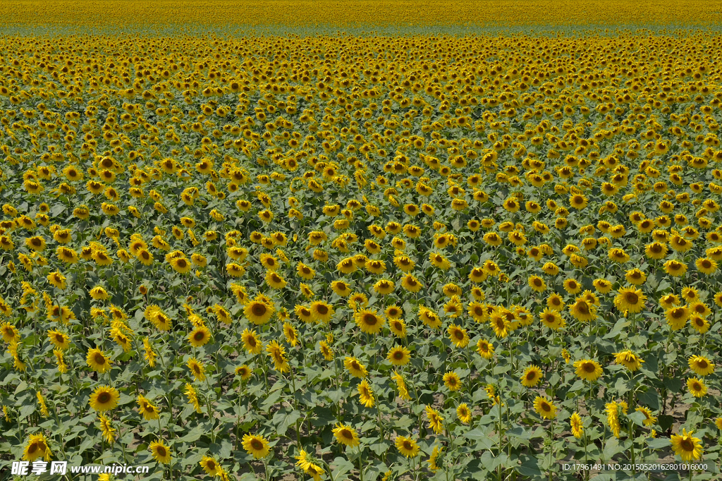 唯美花海