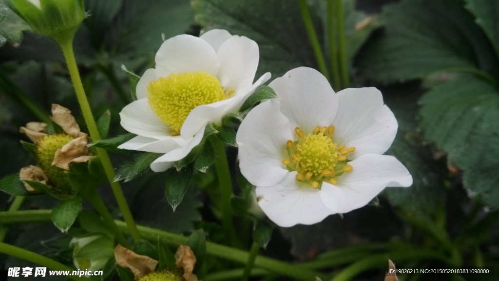草莓花 草莓