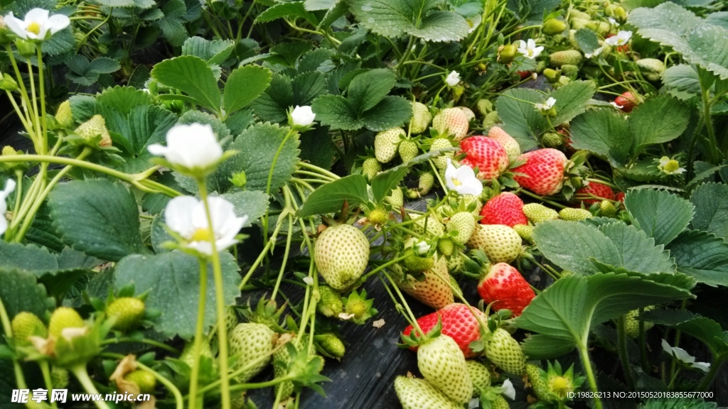 草莓花 红草莓