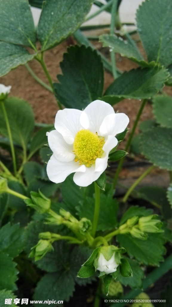 草莓花
