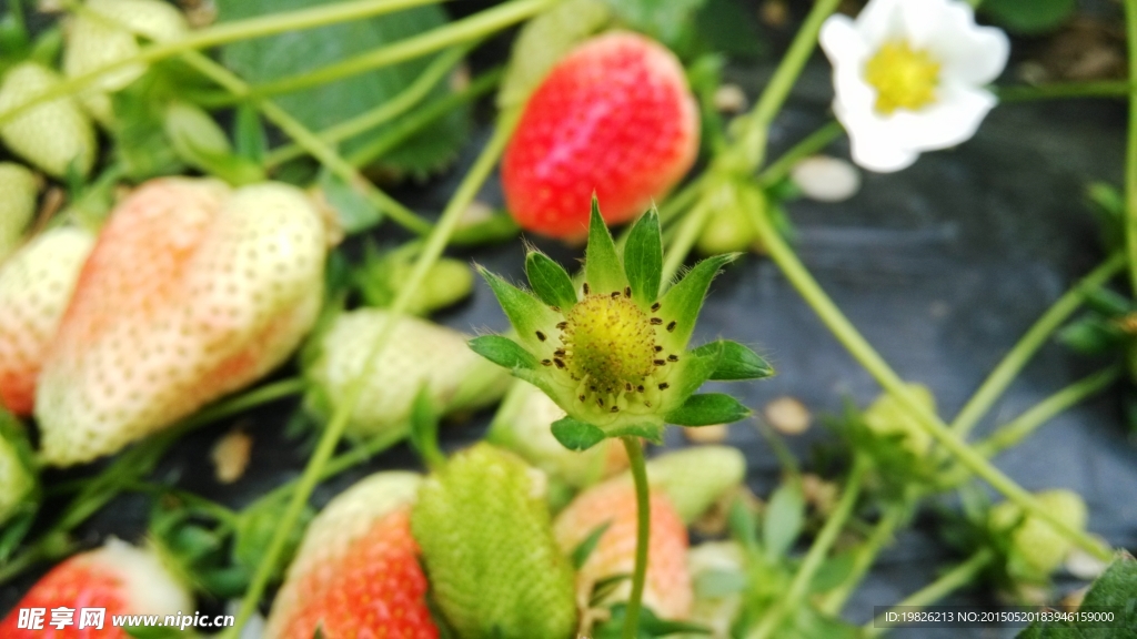 草莓