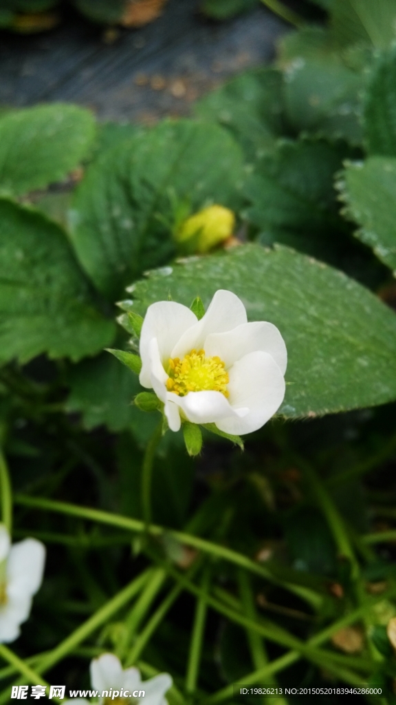 草莓花