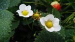 草莓花