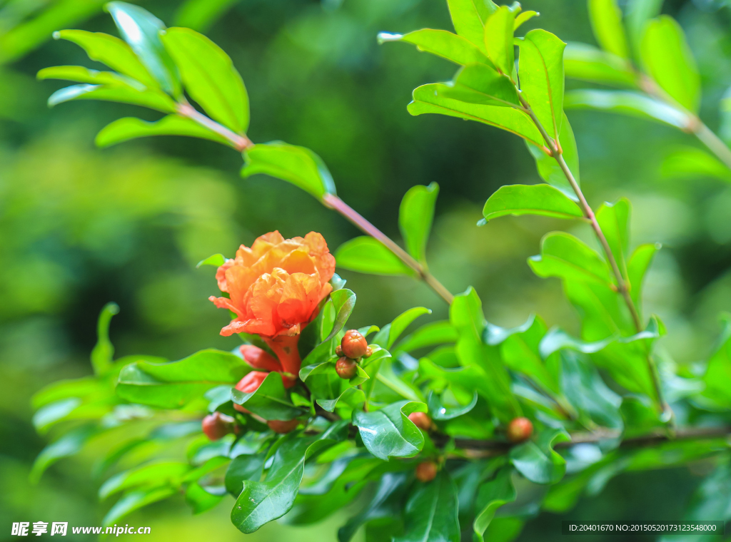 石榴花