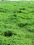 绿草地