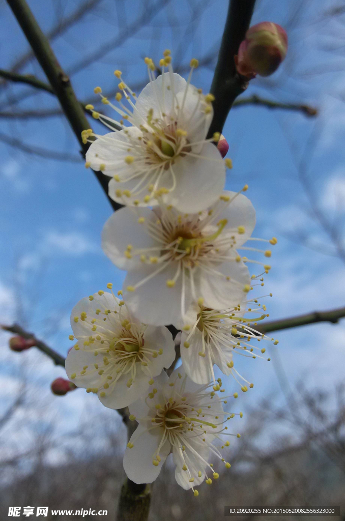 梅花