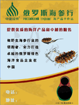 俄罗斯海参
