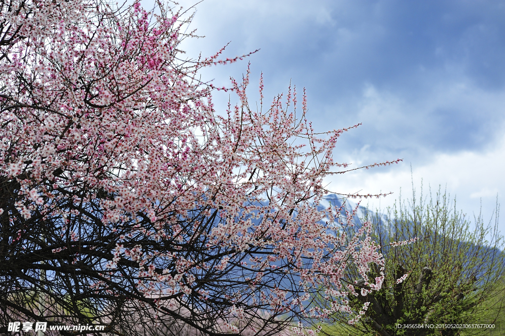 林芝桃花节