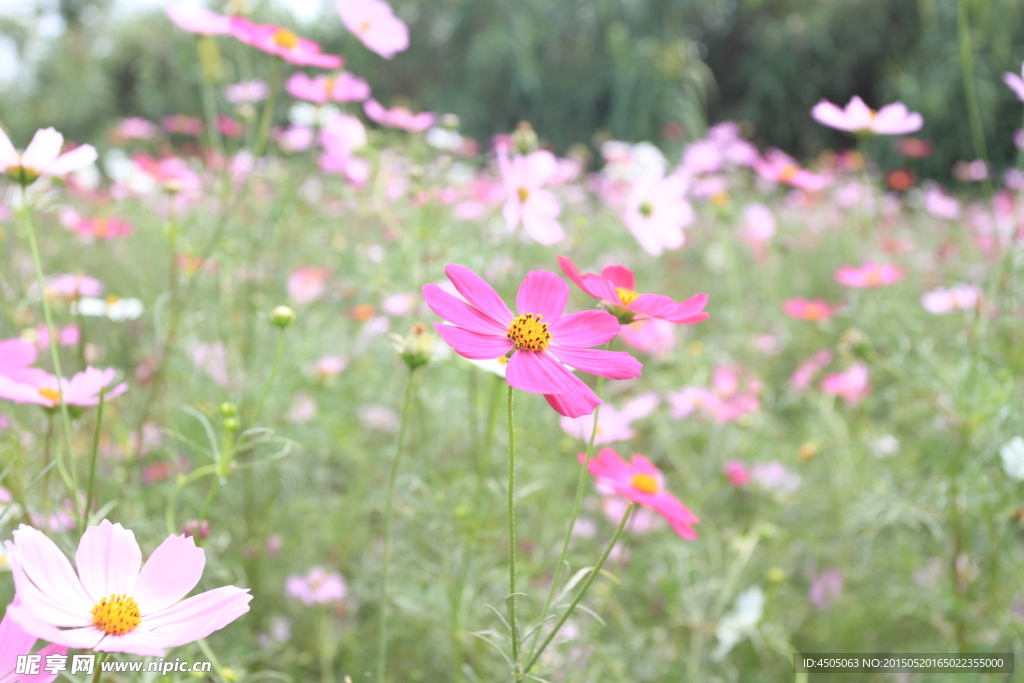 格桑花
