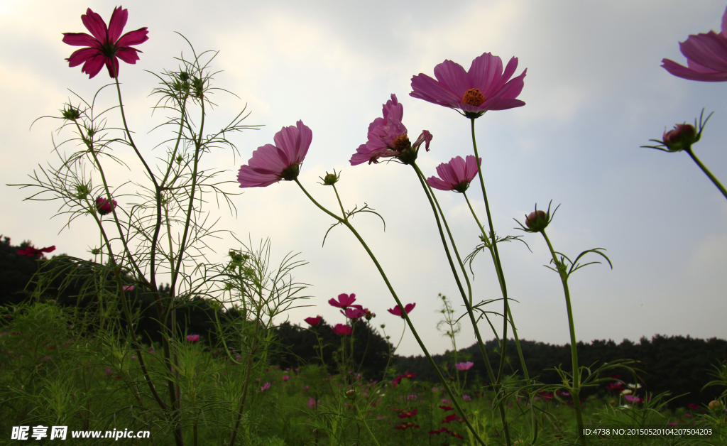 花朵 风景