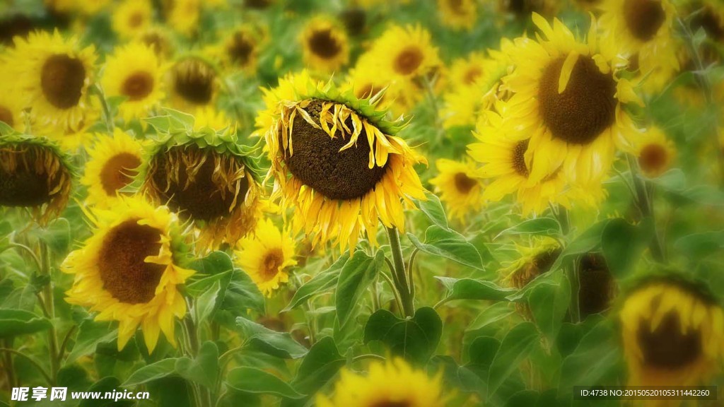 太阳花丛
