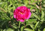 芍药花