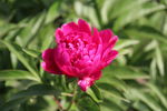 芍药花