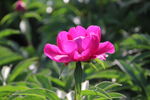 芍药花