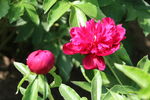 芍药花