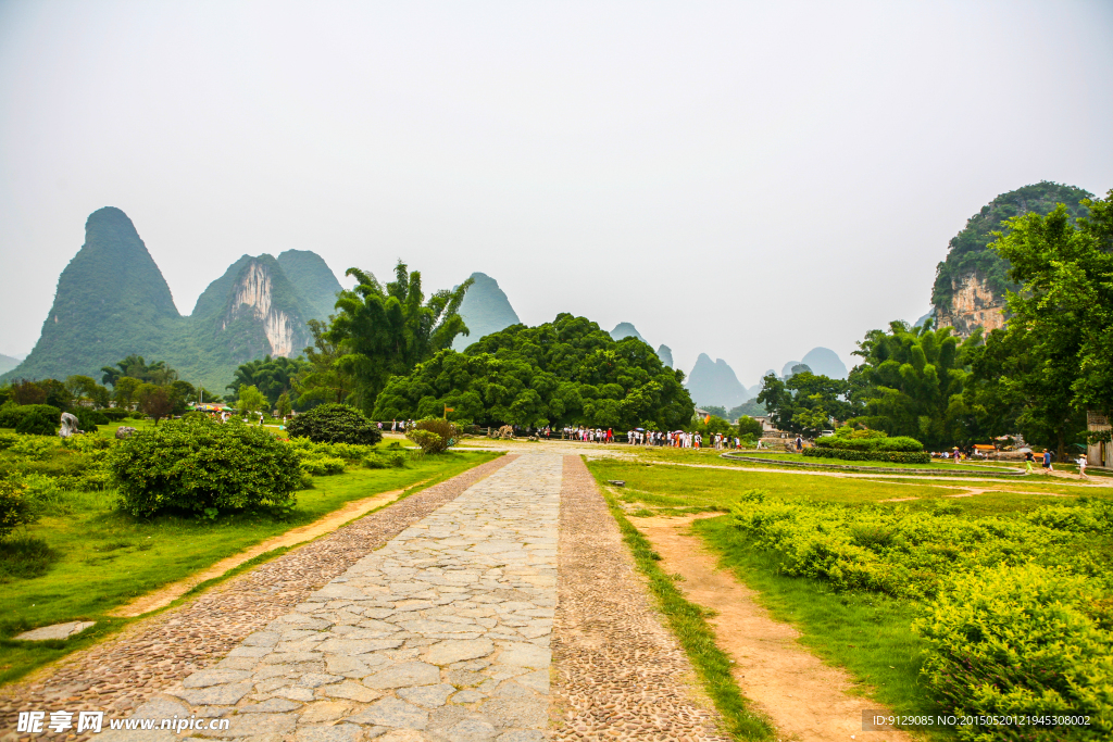 阳朔大榕树