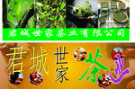 茶