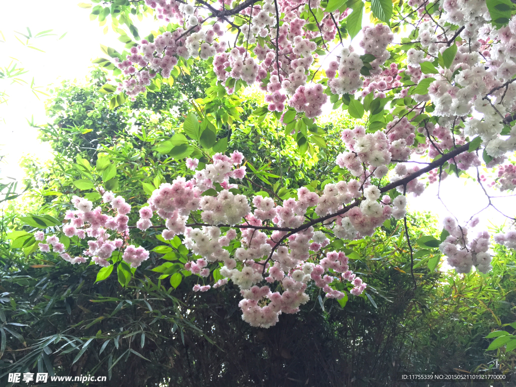 樱花树下