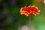 小花