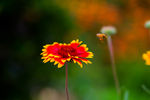 小花