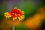小花