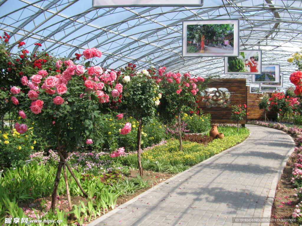 月季花