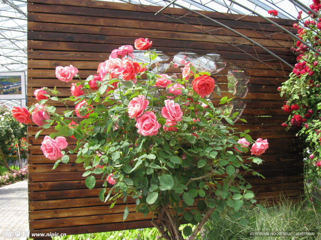 月季花