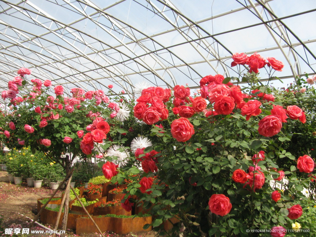 月季花