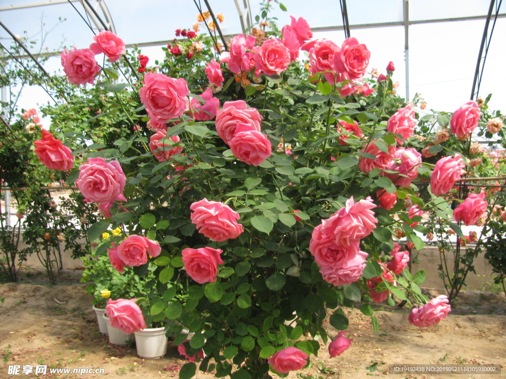 月季花