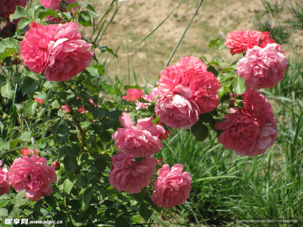 月季花